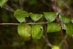 Coralberry